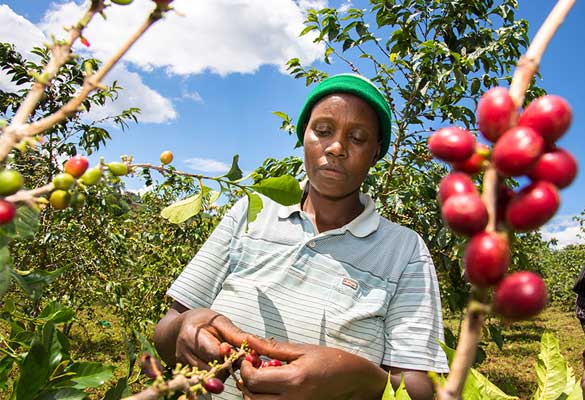 Global-warming_killing_African_coffee1